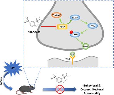 Phosphodiesterase 7 inhibitor reduces stress-induced behavioral and cytoarchitectural changes in C57BL/6J mice by activating the BDNF/TrkB pathway